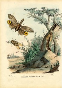 ピーナッツヘッドバグ、1863-79